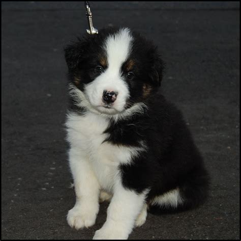 Find local australian shepherd dog puppies for sale and dogs for adoption near you. Australian Shepherd Border Collie Mix Puppies For Sale