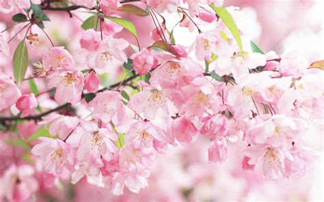 68 Cherry Blossom Background