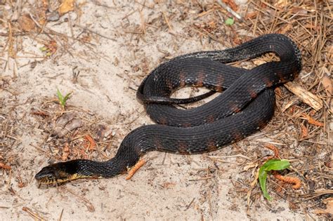 Snakes Of South Carolina South Carolina Partners In Amphibian And