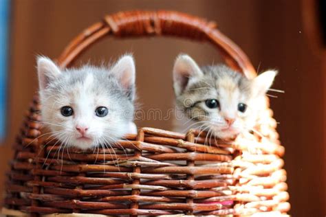 Two Cute Fluffy Kittens Peeking Out Of A Wicker Basket Pet Care Stock