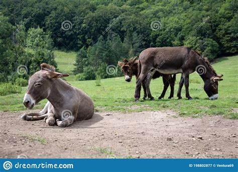 Three Donkeys On A Meadow Stock Image Image Of Horse 198802877