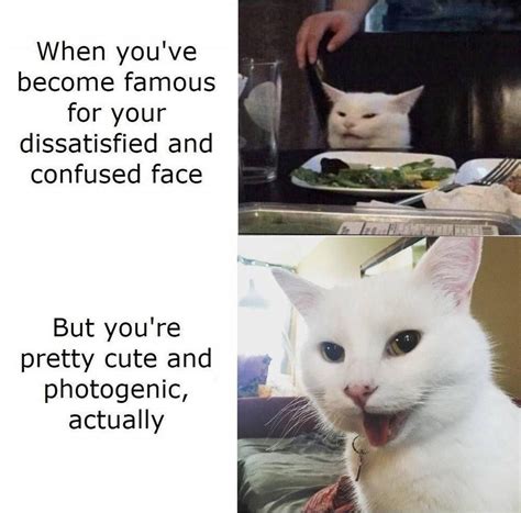 Smudge Cat Meme Png A Collection Of The Top 47 Cat Meme Wallpapers