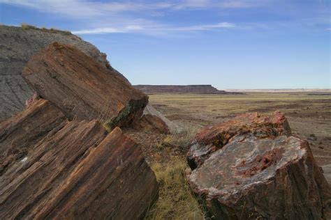 What Is Petrified Wood How Does It Form Petrified Logs Arizona