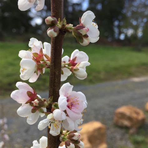 Prunus Elvins Elvins Plum In GardenTags Plant Encyclopedia