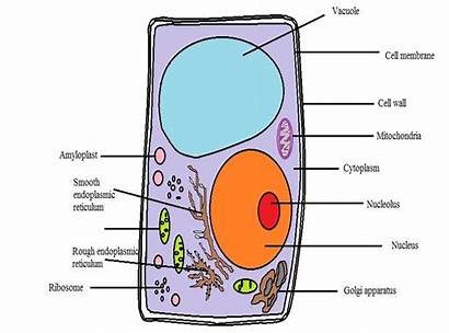 Cell Onion Cells Microscope Plant Animal Between