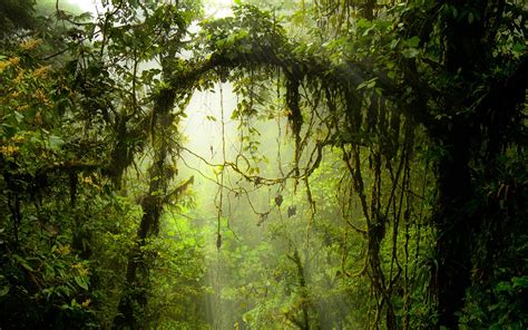 Fresh Jungle Nature Scenery Theme Desktop Wallpaper 18 Preview