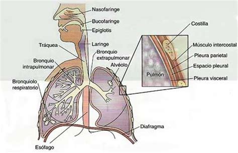 Anatomia Y Fisiologia Del Sistema Respiratorio Del Niño Varios Niños