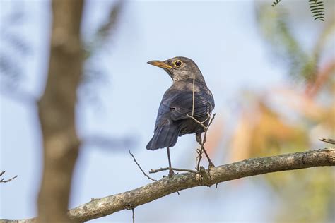 As The Crow Flies A Hong Kong Birding Blog 2017