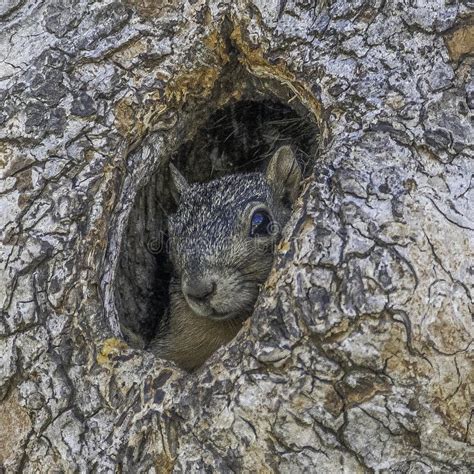 Close Up Of Fox Squirrel Peeking Out Of A Tree Hole Stock Image Image