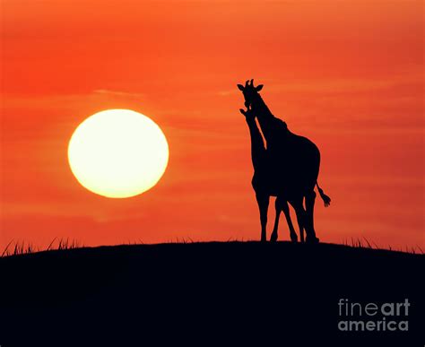 Giraffes At Sunset Photograph By Svetlana Foote Fine Art America