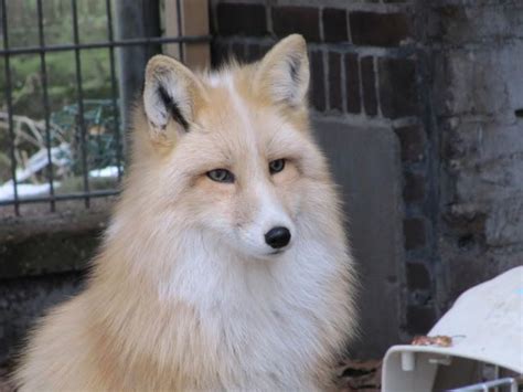 Russian Domesticated Red Fox Alchetron The Free Social Encyclopedia