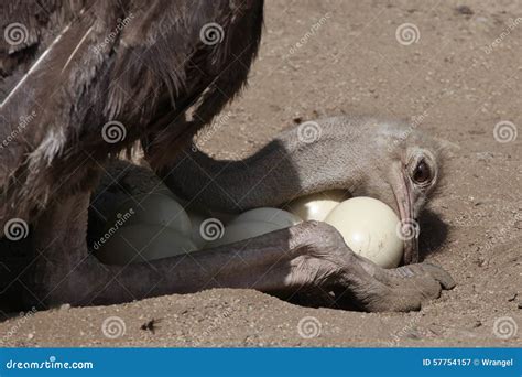 Ostrich Struthio Camelus Inspects Its Eggs In The Nest Stock Image
