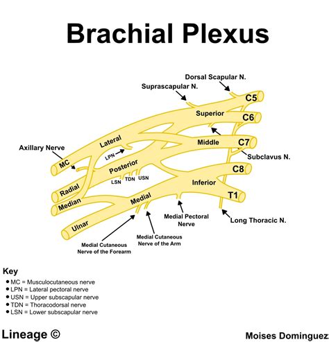 Brachial Plexus Usmle Strike