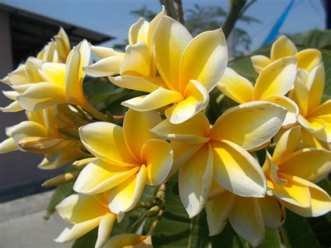 Plumeria plants (plumeria sp), which are also known as lei flowers and frangipani, are actually small trees that are native to tropical regions. Plumeria Yellow And White Free Stock Photo - Public Domain ...