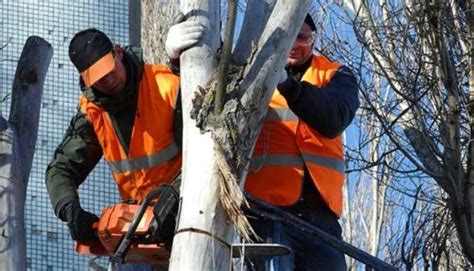 (midtown) pic hide this posting restore restore this posting. Tree Removal Services in Etobicoke - Spring Man Canada Inc