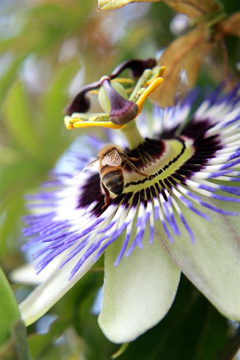 Passion Flower With Bee Photograph By Debbie Magerr