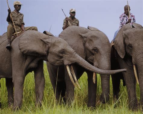 Elephant Poachers Kill Three Rangers At A Wildlife Park In The