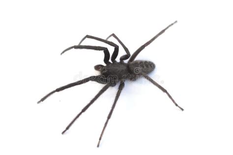 A Tegenaria Gigantea Spider Or Common House Spider Stock Image Image