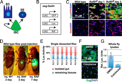 Systematic Screen Of Chemotherapeutics In Drosophila Stem Cell Tumors