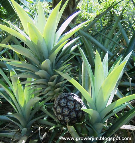 Garden Adventures Pineapple Ananas Comosus