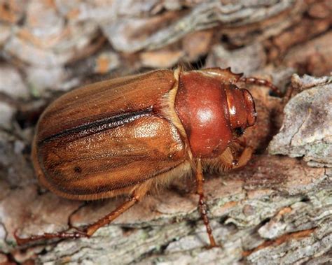 European Chafer Beetle Identification Life Cycle Facts And Pictures
