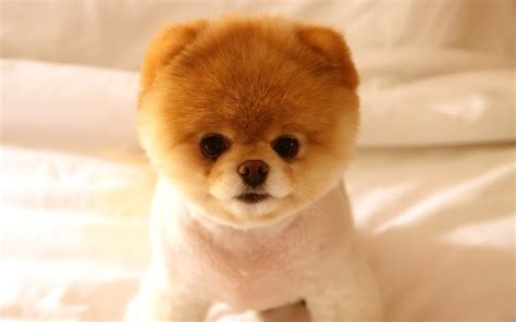 Pomeranian Dog : Temperament, Exercise and Grooming - InspirationSeek.com