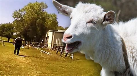 Goat Scream Cops ‘cant Help But Laugh Youtube