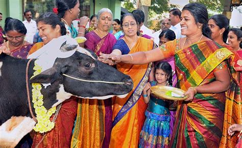 Pongal 2021 What Are The 4 Days Of Pongal Called Find Out Here