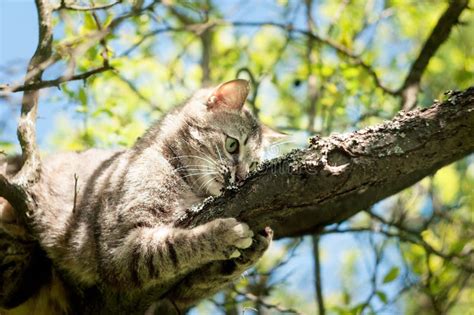 Cat Climbing On The Tree Branches Stock Image Image Of Cute Branch