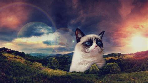 Grumpy Cat Wallpapers Wallpaper Cave