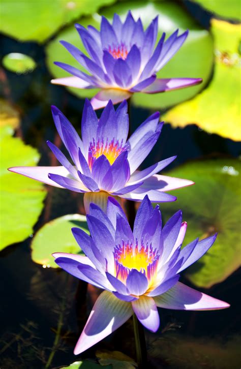 Maybe you would like to learn more about one of these? Pin on Water Lilies