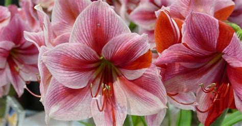 Amaryllis Flower How To Grow Plant And Care Florgeous