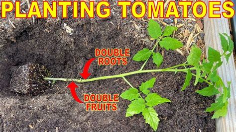 Root System Tomato Plants Gardening Tips Roots Gardens Herbs The