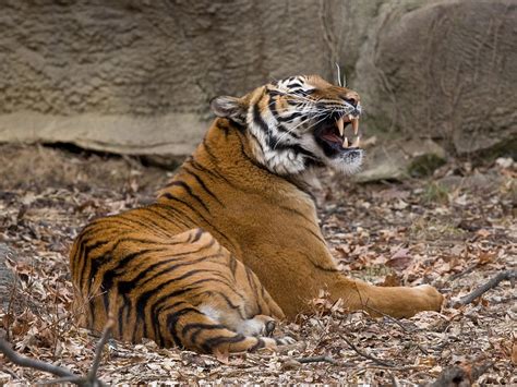 The current population of malaysia is 29.8 million people, and the population density is 235 people per square mile. Malayan tiger - Wikipedia