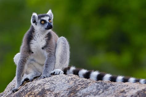 Top 10 Most Beautiful Endangered Animals In The World
