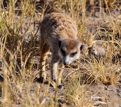 Meerkat Kalahari Desert Botswana Stock Photo Image Of Young