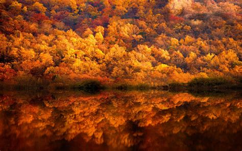 Nature Landscape Fall Forest Lake Reflection Yellow