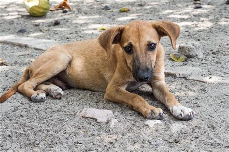 Thus, a brief study was devised to collect baseline data on the ownership, population, husbandry and healthcare of the pets. Latest dog control statistics show huge reduction in ...