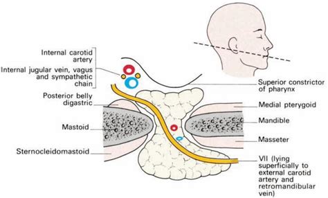 Dentistry Lectures For Mfdsmjdfnbdeore Lecture Note On Anatomy Of