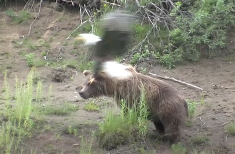 Video Bald Eagle Divebombs Grizzly Goes Straight For The Eyes