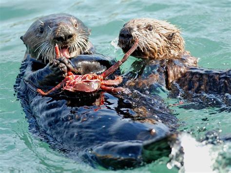 Northern Sea Otter Of Southwest Alaska By Perry Nalle