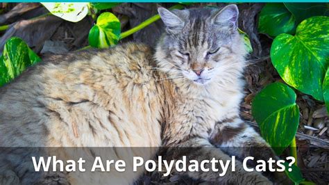 Hemingway Cats What Is A Polydactyl Kitty Facts And Health Problems