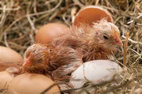 What To Feed Baby Chicks After Hatching Rural Living Today
