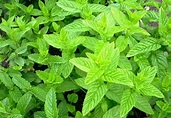 Herb - Spearmint Mentha Spicata - Premier Seeds Direct