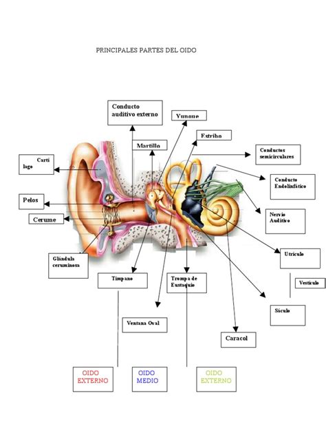 El Oido Y Sus Partes Oreja Audiología