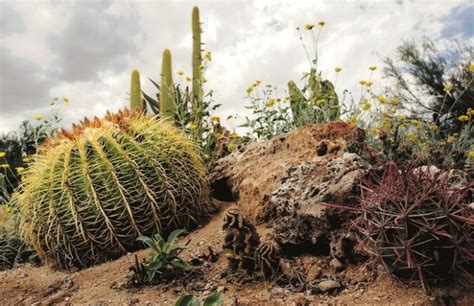 Desert Plants Tucson Gardens