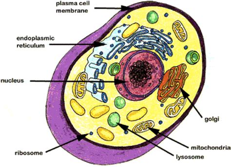 Lysosomes Functions Definition Structure Diagram