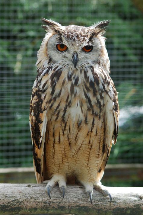 El Búho Nombre Común De Algunos Miembros De Una Familia De Aves De