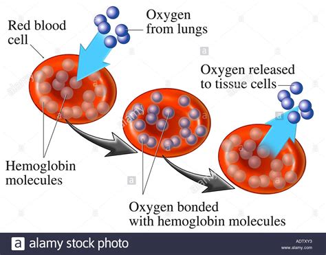 The rbc group, or rosbiznesconsulting, is a large russian media group headquartered in moscow. ed Blood Cell (RBC) - Hemoglobin Stock Photo: 7710770 - Alamy