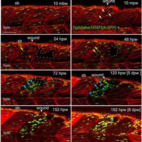Muscle Fibre Regeneration In Confocal Time Lapse Microscopy Larvae